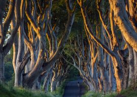 Lais Puzzle - Die dunklen Hecken - Grafschaft Antrim - Nordirland - 100, 200, 500 & 1.000 Teile