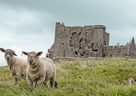 Lais Puzzle - Schafe mit dem Rock of Cashel im Hintergrund, in der Nähe von Cashel in Irland - 100, 200, 500 & 1.000 Teile