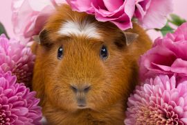 Lais Puzzle - Meerschweinchen in rosa Blumen - 2.000 Teile
