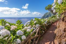 Lais Puzzle - Küstenweg mit Hortensien in Sao Miguel, Azoren Inseln - 2.000 Teile
