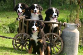 Lais Puzzle - Berner Sennenhund - 2.000 Teile