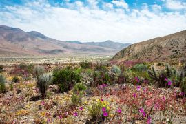 Lais Puzzle - Blühende Wüste (Spanisch: desierto florido) Atacama, Chile - 2.000 Teile