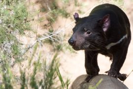 Lais Puzzle - Tasmanien Teufel Nahaufnahme Porträt, Australien - 2.000 Teile