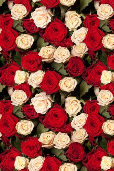 Lais Puzzle - Rosen - 2.000 Teile