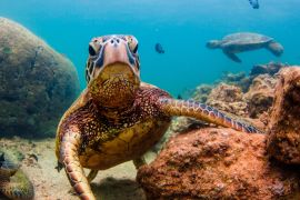 Lais Puzzle - Hawaiianische Meeresschildkröte - 2.000 Teile