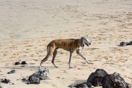 Lais Puzzle - Rampur WIndhund - 2.000 Teile