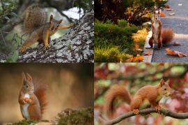 Lais Puzzle - Collage Eichhörnchen - 2.000 Teile