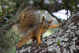 Lais Puzzle - Eichhörnchen posiert - 2.000 Teile