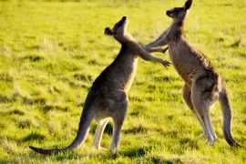 Lais Puzzle - Boxende Kängurus - 2.000 Teile