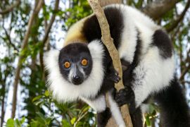 Lais Puzzle - Lemur - 2.000 Teile