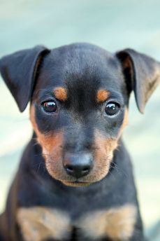 Lais Puzzle - Pinscher - 2.000 Teile