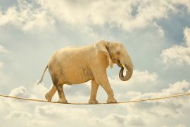 Lais Puzzle - Elefant auf Seil - 2.000 Teile
