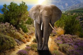 Lais Puzzle - Elefant - 2.000 Teile