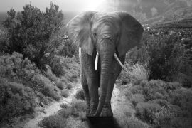 Lais Puzzle - Elefant schwarz weiß - 2.000 Teile