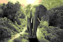 Lais Puzzle - Elefant sepia - 2.000 Teile