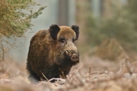 Lais Puzzle - Wildschwein - 2.000 Teile