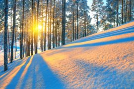 Lais Puzzle - Sonnenschein im winterlichen Wald - 2.000 Teile