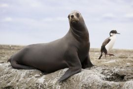 Lais Puzzle - Südamerikanischer Seelöwe - 2.000 Teile