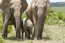 Lais Puzzle - Elefantenfamilie - 2.000 Teile