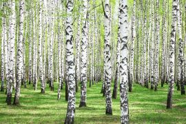 Lais Puzzle - Erstes Frühlingsgrün im Birkenwald - 2.000 Teile