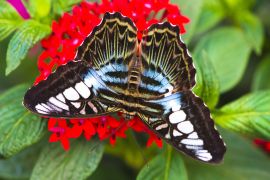 Lais Puzzle - Schmetterling - 2.000 Teile