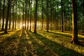 Lais Puzzle - Lichtstrahlen im Wald - 2.000 Teile