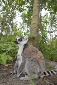 Lais Puzzle - Lemur - 2.000 Teile