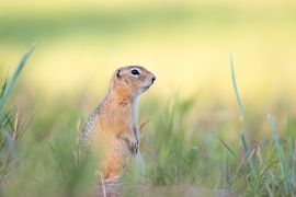 Lais Puzzle - Erdhörnchen - 2.000 Teile