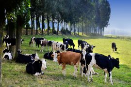 Lais Puzzle - Kühe auf einer Wiese - 2.000 Teile