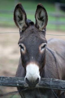 Lais Puzzle - Esel - 2.000 Teile