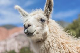 Lais Puzzle - Lama - 2.000 Teile