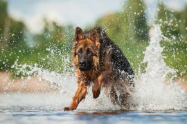 Lais Puzzle - Schäferhund - 2.000 Teile