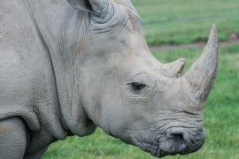 Lais Puzzle - Nashorn - 2.000 Teile