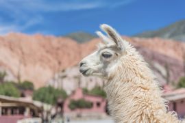 Lais Puzzle - Lama - 2.000 Teile