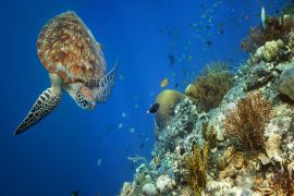 Lais Puzzle - Meeresschildkröte schwimmt bei Korallen - 2.000 Teile