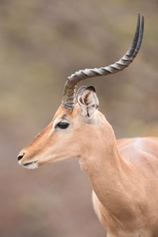 Lais Puzzle - Impala Antilope - 2.000 Teile