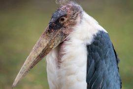 Lais Puzzle - Marabu - 2.000 Teile