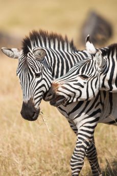 Lais Puzzle - Zebras im Serengeti Nationalpark - 2.000 Teile
