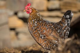 Lais Puzzle - Huhn - 2.000 Teile