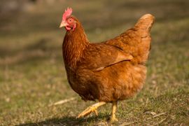 Lais Puzzle - Huhn - 2.000 Teile