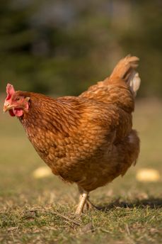 Lais Puzzle - Huhn - 2.000 Teile