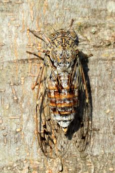 Lais Puzzle - Zikade - 2.000 Teile