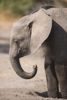 Lais Puzzle - Junger Elefant im Serengeti Nationalpark - 2.000 Teile