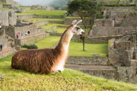 Lais Puzzle - Lama in Machu Picchu - 2.000 Teile