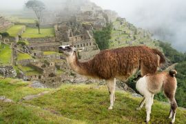 Lais Puzzle - Trinkendes Lama bei Machu Picchu - 2.000 Teile