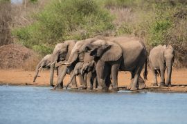 Lais Puzzle - Herde Elefanten im Krüger Nationalpark - 2.000 Teile