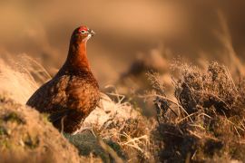 Lais Puzzle - Moorschneehuhn - 2.000 Teile