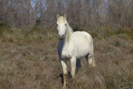 Lais Puzzle - Camargue-Pferd - 2.000 Teile