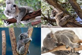 Lais Puzzle - Collage Koala - 2.000 Teile