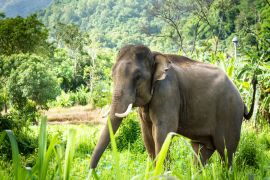 Lais Puzzle - Elefantenbulle mit langen Stoßzähnen im Wald - 2.000 Teile